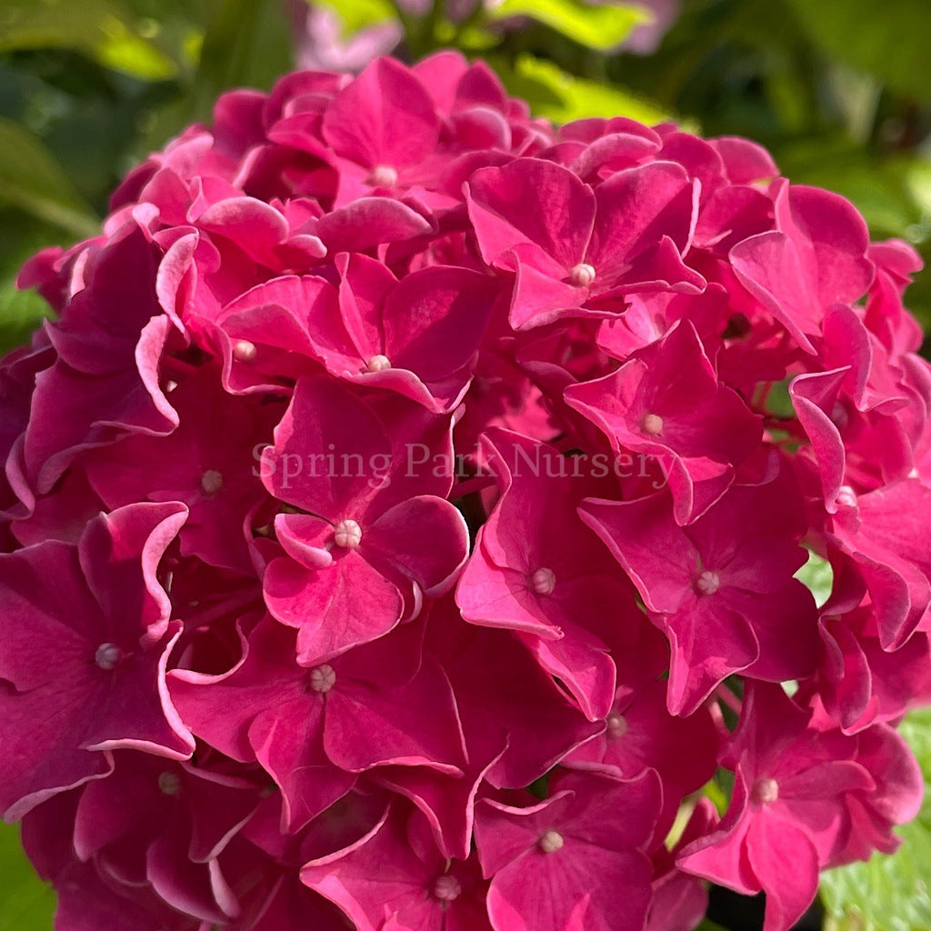 Hydrangea macrophylla 'Great Sensation' [Sz:100 mm]