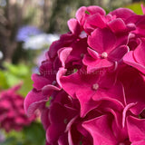 Hydrangea macrophylla 'Great Sensation' [Sz:100 mm]