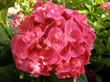 Hydrangea macrophylla 'King George' [Sz:100 mm]