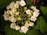 Hydrangea macrophylla 'Libelle' [Sz:100 mm]