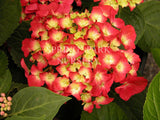 Hydrangea macrophylla 'Ludwig's Red' [Sz:100 mm]