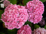 Hydrangea macrophylla 'Miss Belgium' [Sz:100 mm]