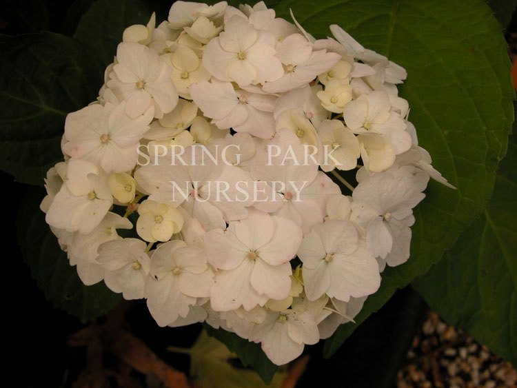 Hydrangea macrophylla 'Madame Emile Mouillère' – Spring Park Nursery
