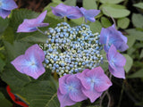 Hydrangea macrophylla 'Nachtigall' [Sz:100 mm]