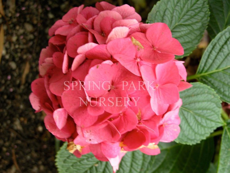 Hydrangea Pia Hydrangea macrophylla 'Pia Mina' – Spring Park Nursery