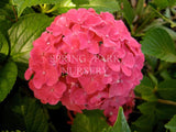 Hydrangea macrophylla 'Red Ball' [Sz:100 mm]