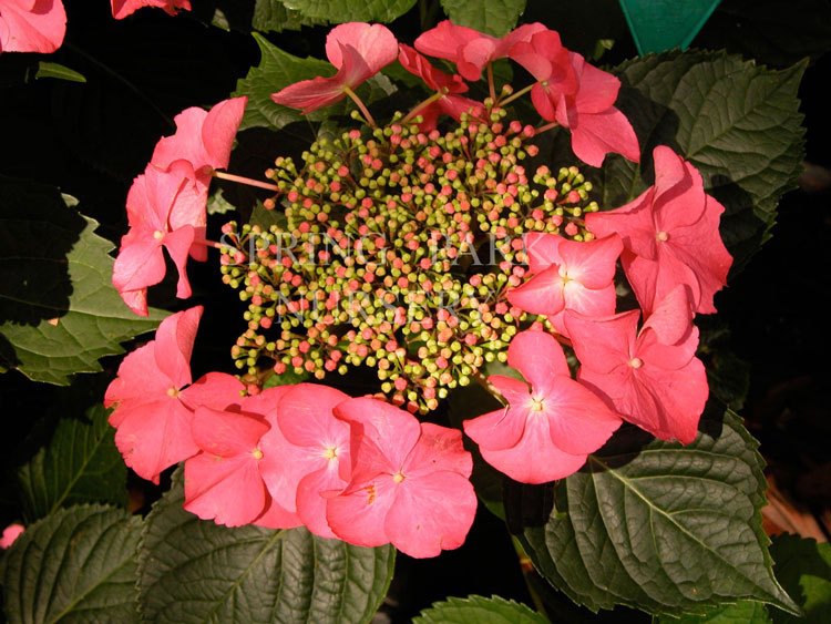 Hydrangea macrophylla Robin [Sz:100 mm]