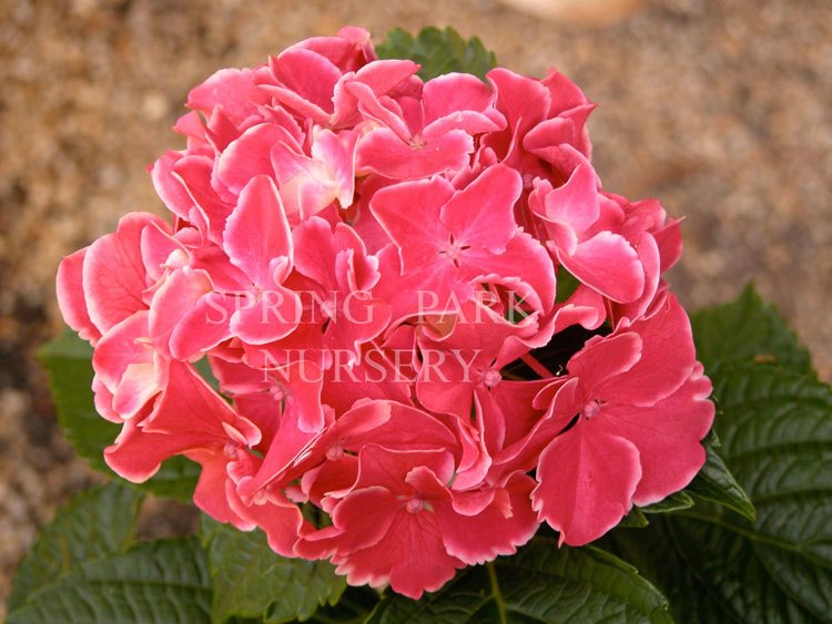 Hydrangea macrophylla 'Saturn' [Sz:100 mm]