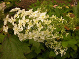 Hydrangea quercifolia 'Snowflake' [Sz:100 mm]