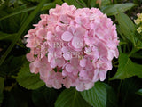 Hydrangea macrophylla 'Susannah' [Sz:100 mm]