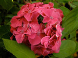 Hydrangea macrophylla 'Tosca' [Sz:100 mm]