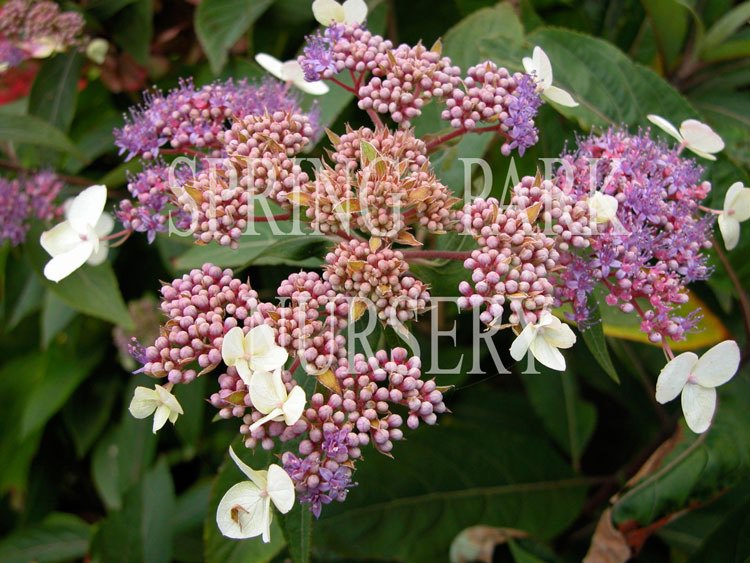 Hydrangea villosa [Sz:100 mm]