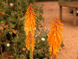 Kniphofia 'Apricot Nectar' [Sz:100 mm]