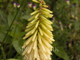 Kniphofia 'Ice Queen' [Sz:100 mm]