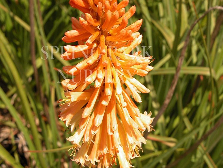 Kniphofia 'Orange Queen' [Sz:100 mm]