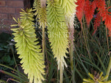 Kniphofia 'Percy's Pride' [Sz:100 mm]