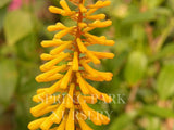 Kniphofia 'Sunningdale Yellow' [Sz:100 mm]