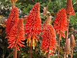 Kniphofia 'Winter Cheer' [Sz:100 mm]