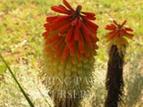 Kniphofia northiae [Sz:100 mm]