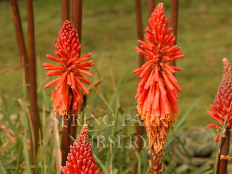 Kniphofia sarmentosa [Sz:100 mm]