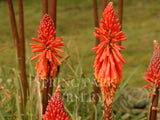 Kniphofia sarmentosa [Sz:100 mm]