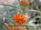 Leonotis leonurus [Sz:100 mm]