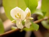 Lonicera fragrantissima [Sz:100 mm]