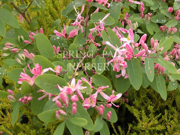 Lonicera tatarica [Sz:100 mm]