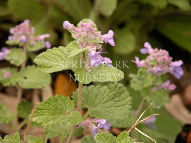 Nepeta x faassenii [Sz:100 mm]