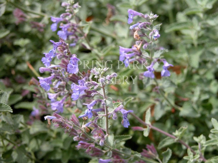 Nepeta x faassenii 'Walker's Blue' [Sz:140 mm]