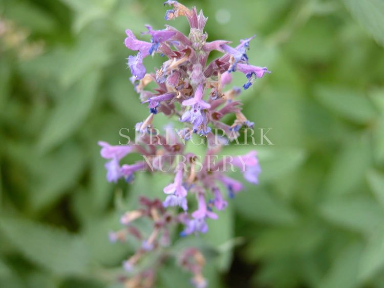 Nepeta x faassenii 'Dropmore' [Sz:100 mm]