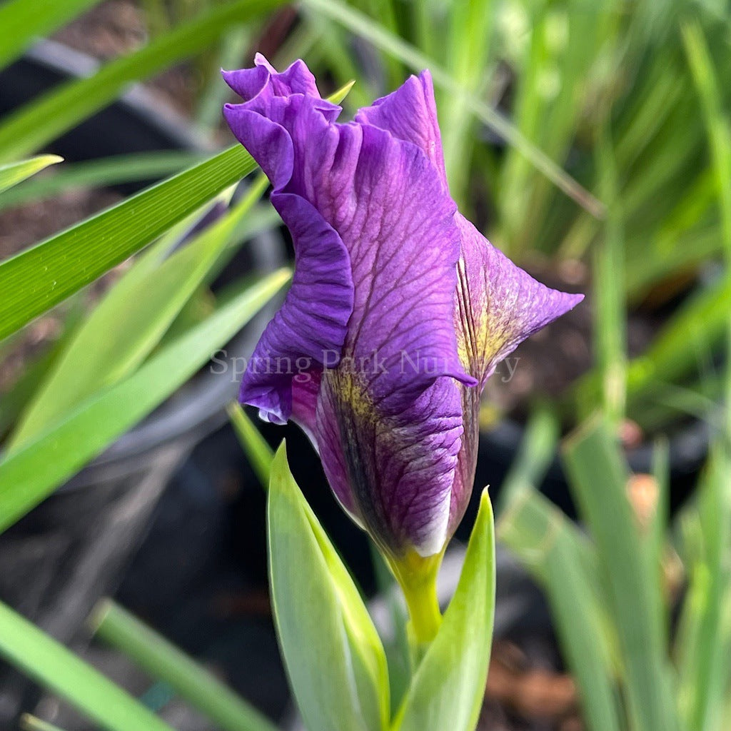 Pacific Coast Iris 'Balaklava' [Sz:100 mm]