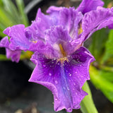 Pacific Coast Iris 'Balaklava' [Sz:100 mm]