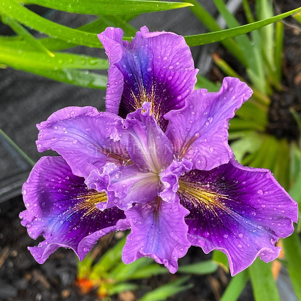 Pacific Coast Iris 'Balaklava' [Sz:100 mm]