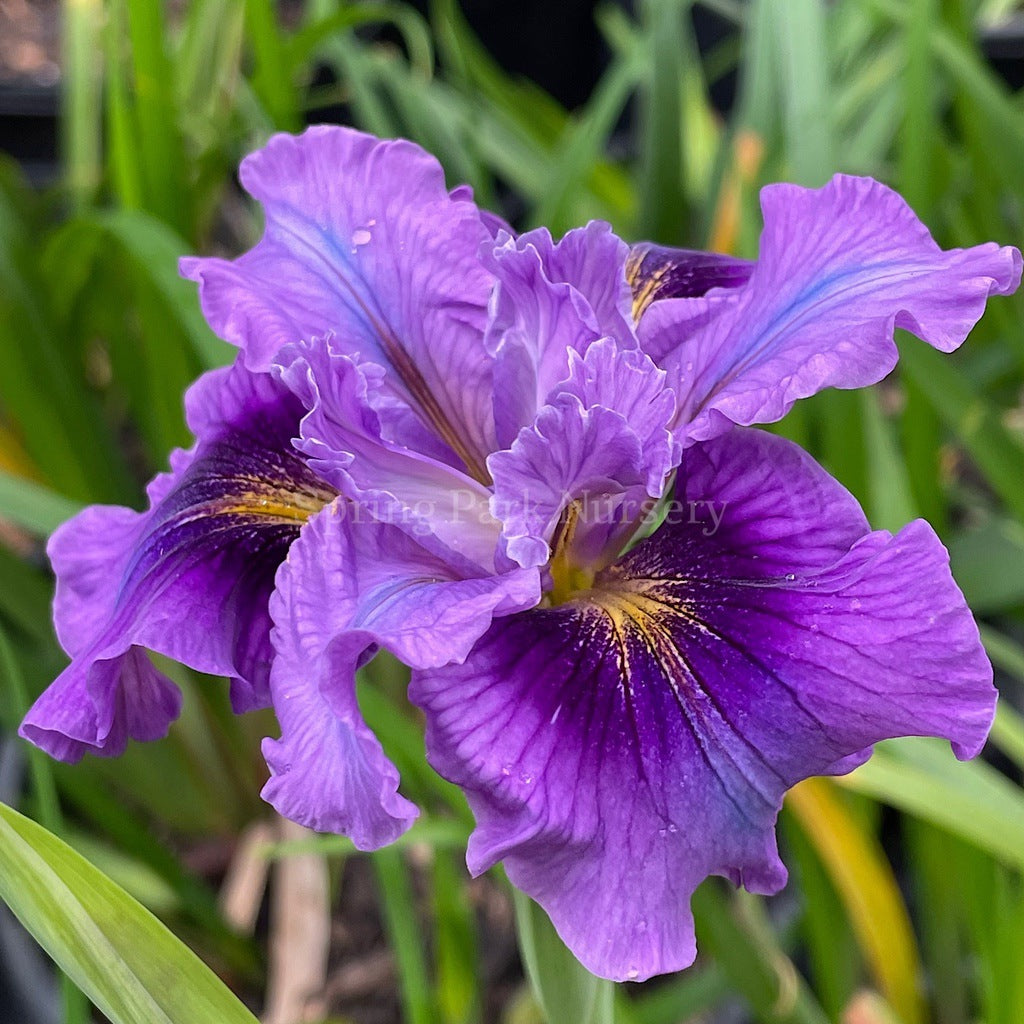 Pacific Coast Iris 'Balaklava' [Sz:100 mm]