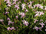 Pacific Coast Iris 'Banbury Beauty' [Sz:100 mm]