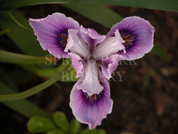 Pacific Coast Iris 'Banbury Beauty' [Sz:100 mm]