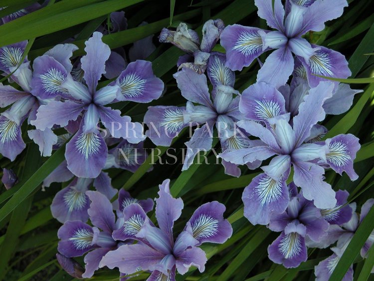 Pacific Coast Iris 'Blue Gown' [Sz:100 mm]