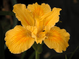 Pacific Coast Iris 'Phillida' [Sz:100 mm]