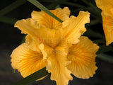 Pacific Coast Iris 'Phillida' [Sz:100 mm]