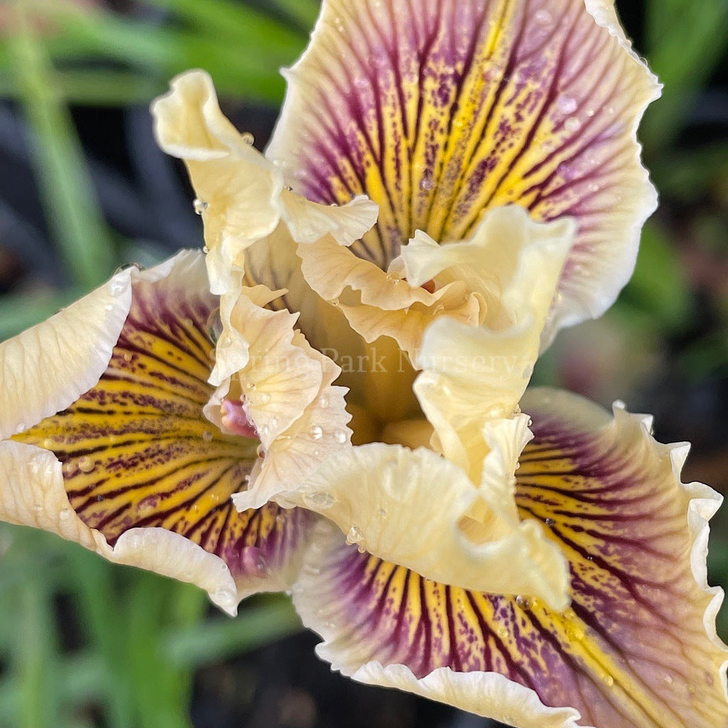 Pacific Coast Iris 'Yankalilla' [Sz:100 mm]