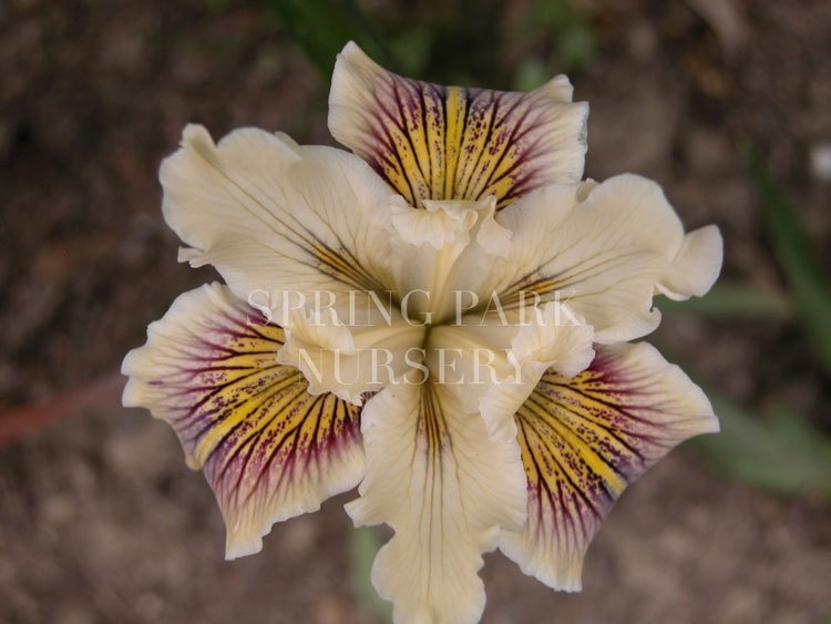 Pacific Coast Iris 'Yankalilla' [Sz:100 mm]