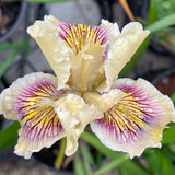 Pacific Coast Iris 'Yankalilla' [Sz:100 mm]