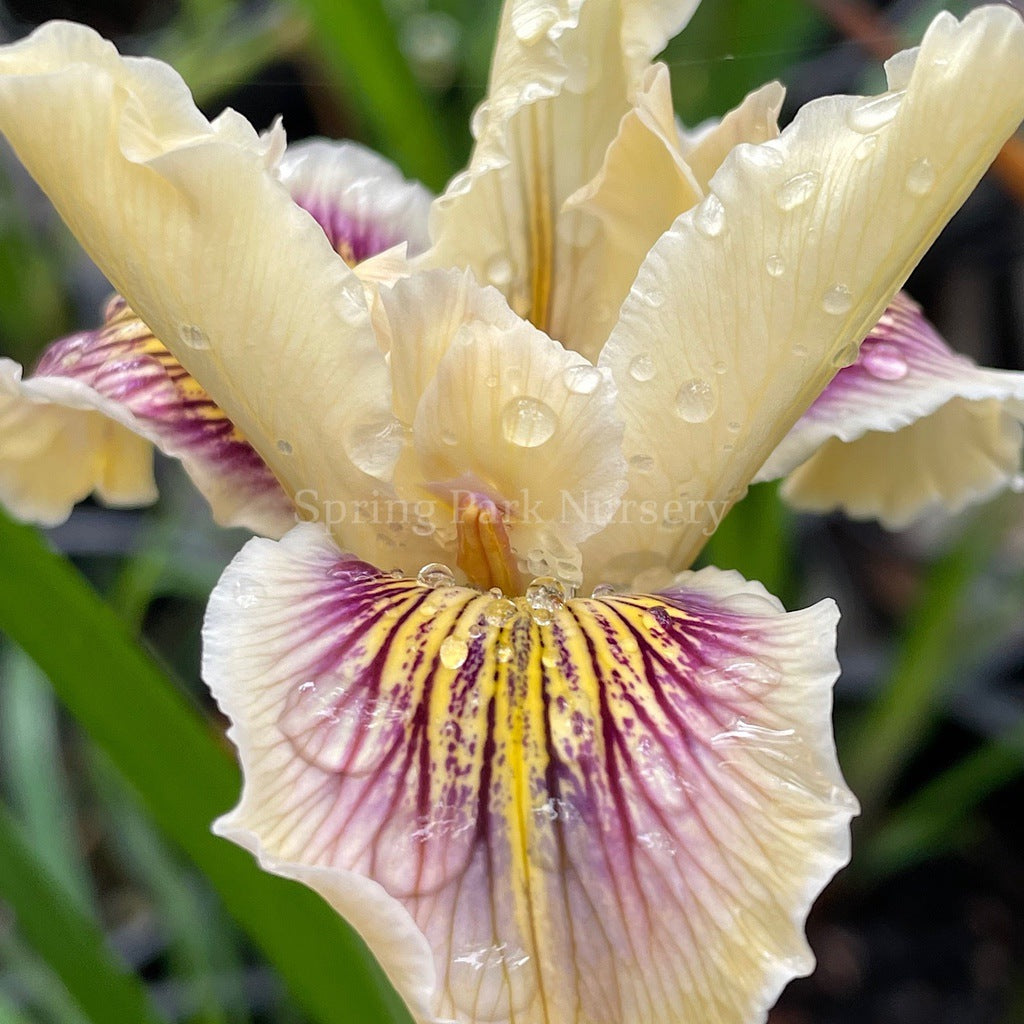 Pacific Coast Iris 'Yankalilla' [Sz:100 mm]