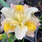 Pacific Coast Iris 'Sandy Beach' [Sz:100 mm]