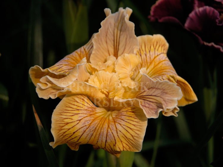 Pacific Coast Iris 'Sandy Beach' [Sz:100 mm]