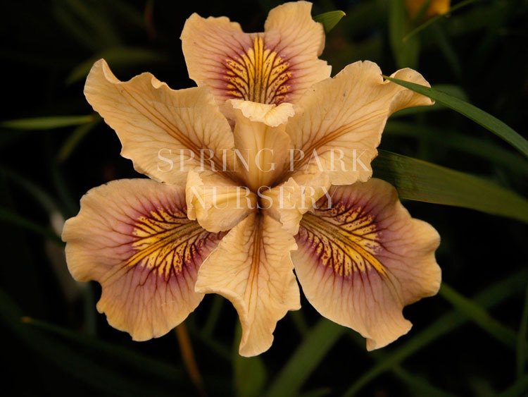 Pacific Coast Iris 'Autumn Lights' [Sz:100 mm]