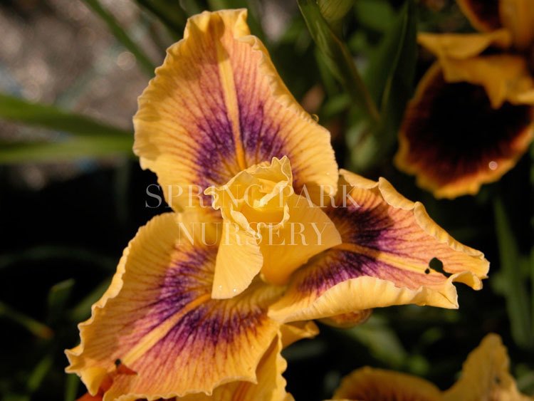 Pacific Coast Iris 'Blue Banded Gold' [Sz:100 mm]