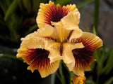 Pacific Coast Iris 'Toffee Crunch' [Sz:100 mm]