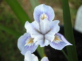 Pacific Coast Iris 'Pale Blue' [Sz:100 mm]